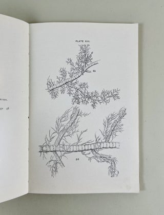 Preliminary Report on the Algae of the Fresh Waters of Connecticut